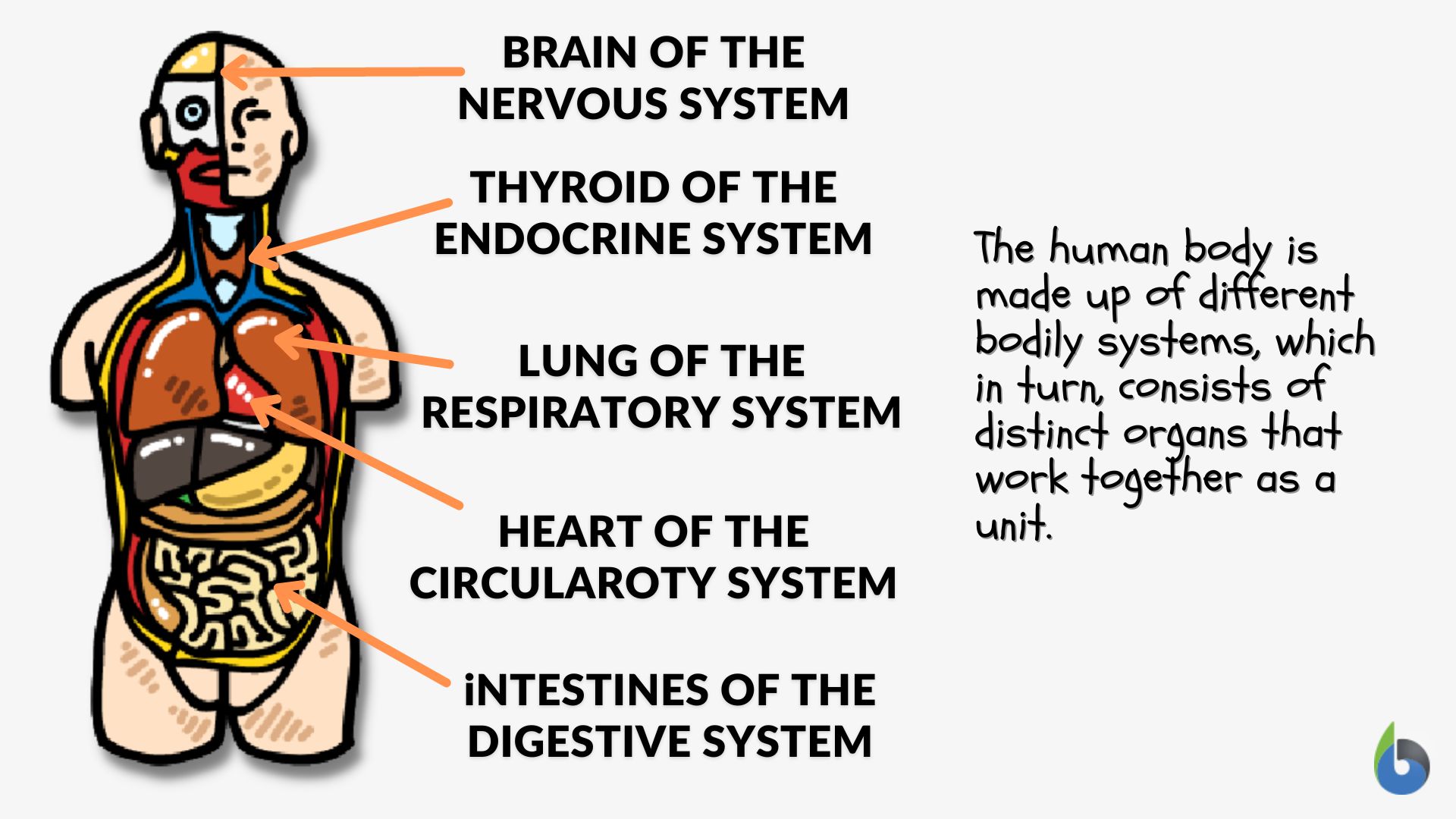 Human body systems