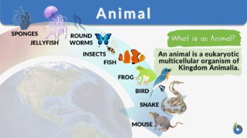 Animal definition and example