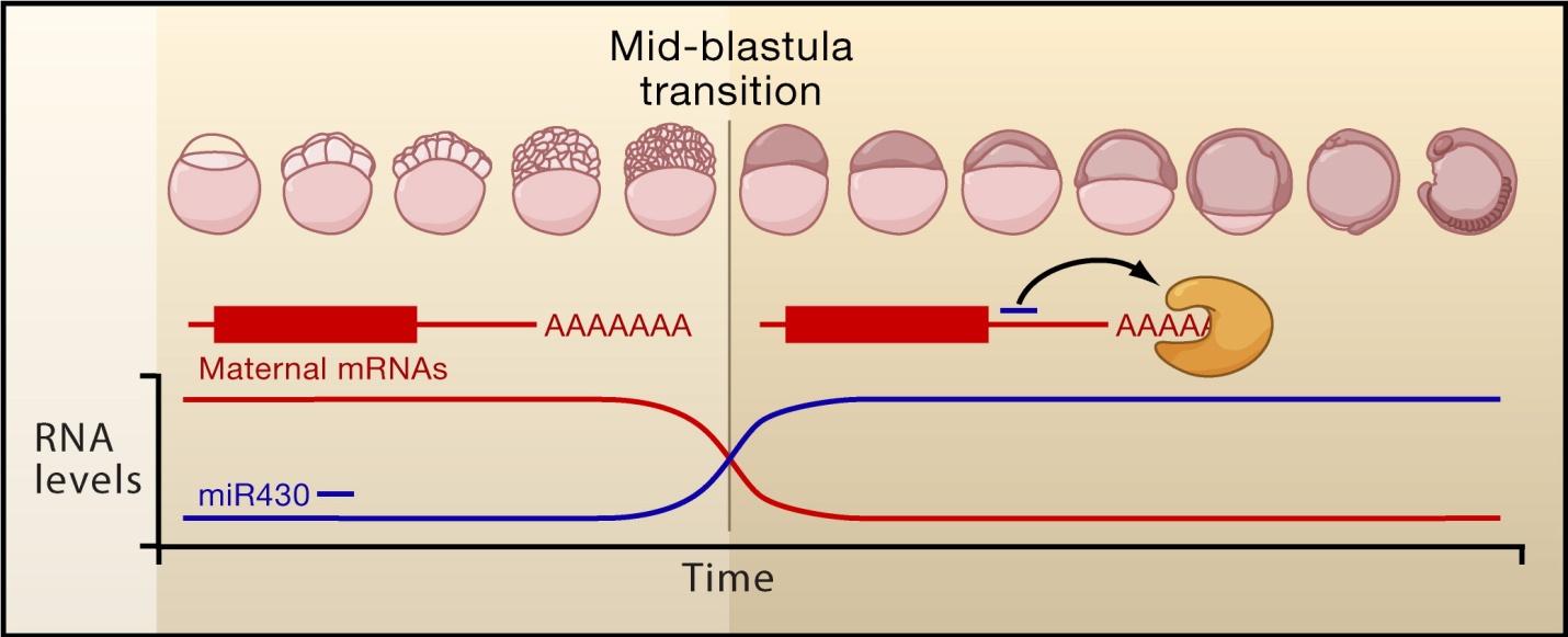 Mid blastula transition diagram