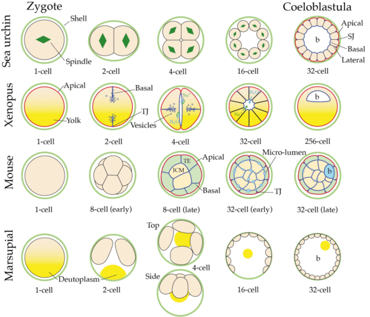 differenttanimal blastula