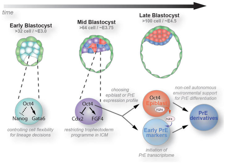 transcription factors for blastula development