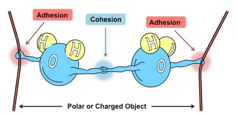 A Policy Of Adhesion Can Only Be Modified By Adhesion - Definition and Examples - Biology Online Dictionary