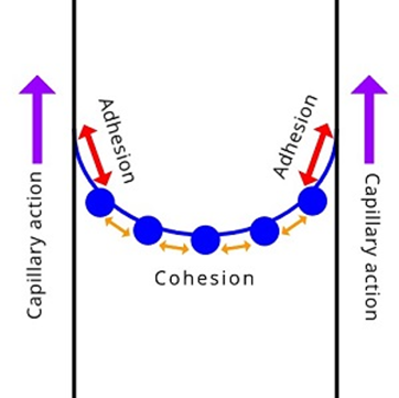 Adhesion discount