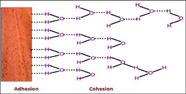 Adhesive forces in water