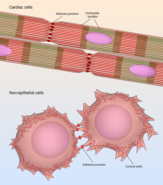 Cell-to-cell adhesion through CAM