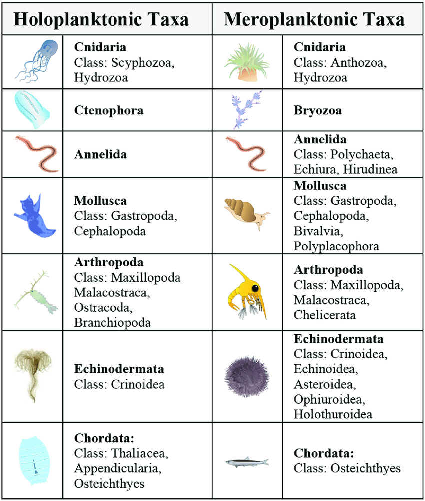 Comprehensive list of holoplanktons and meroplanktons