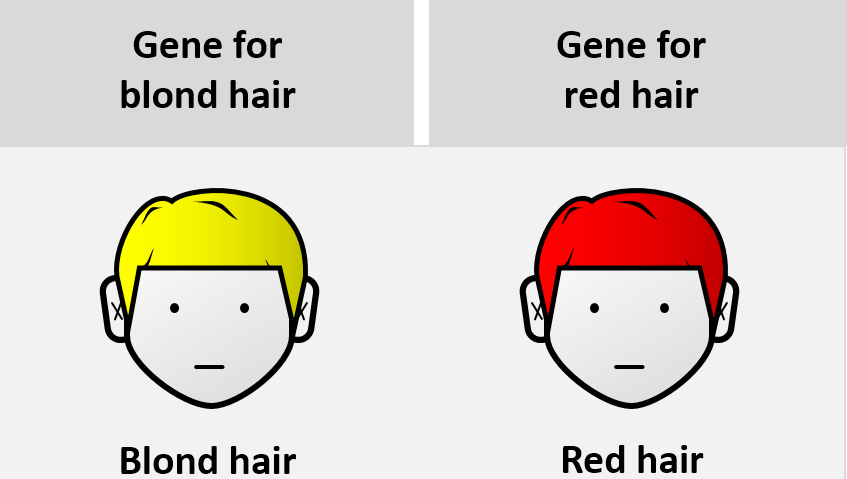 Epistatis is the cause of red hair in humans