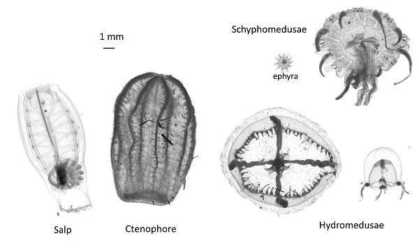 Examples of gelatinous zooplanktons