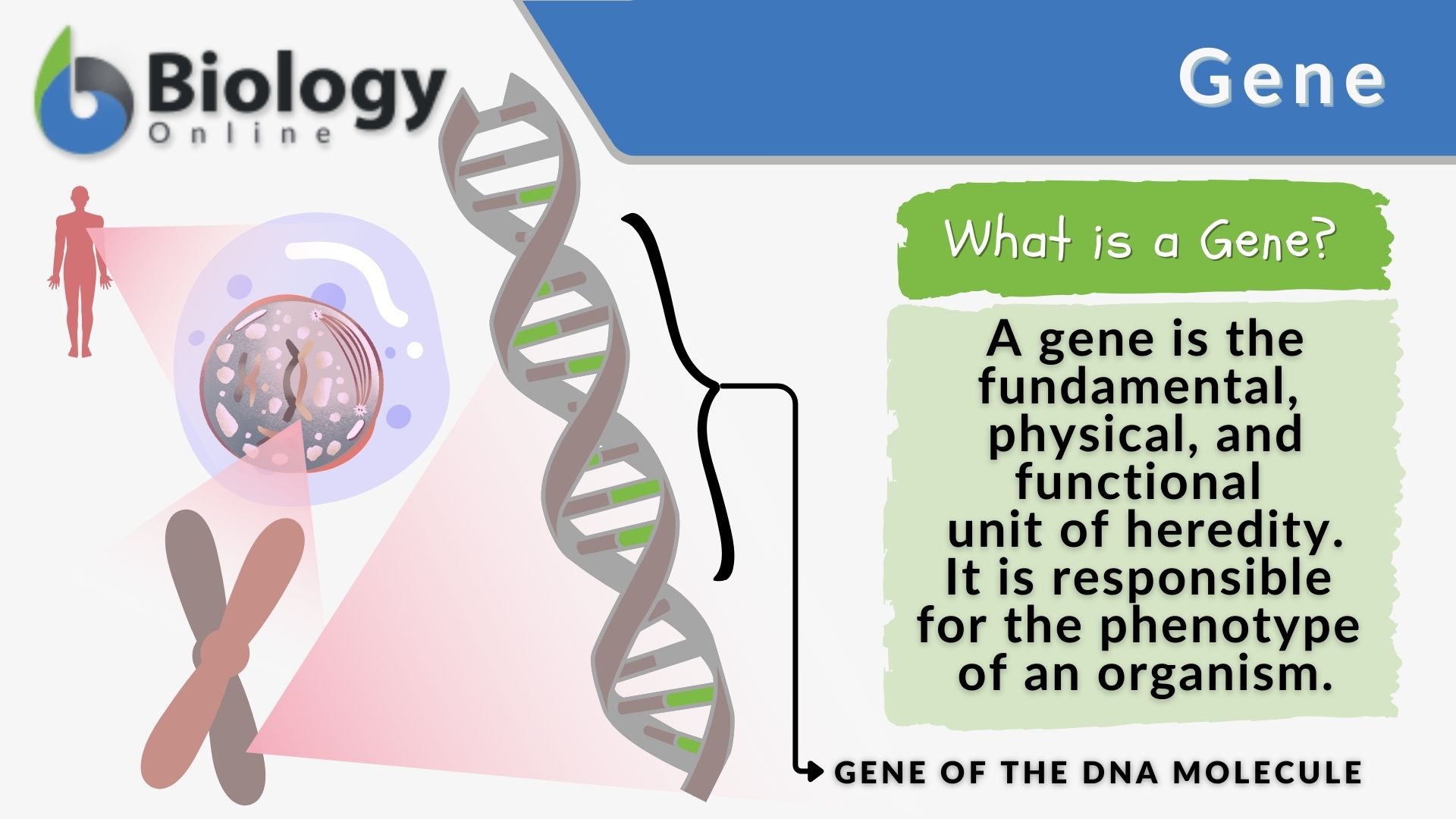 Genes