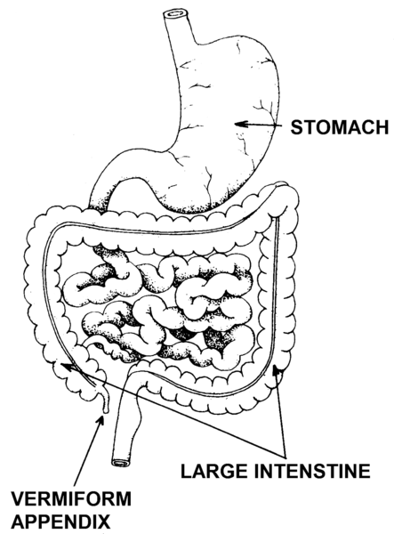 Human appendix