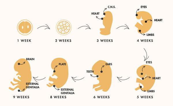 Initial developments in the baby