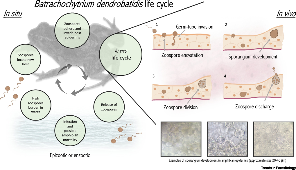 Life cycle of a fungal pathogen, Batrachochytrium dendrobatidis