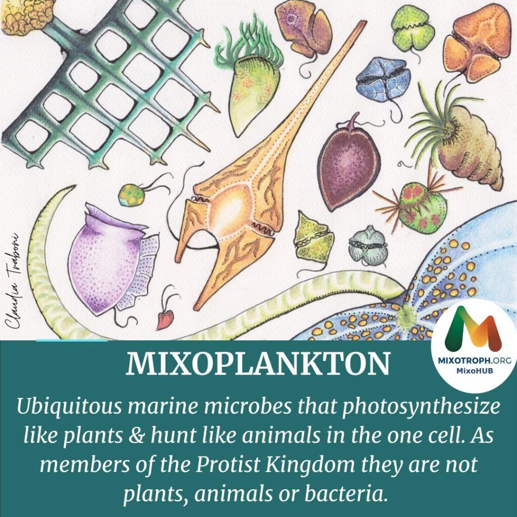 Mixoplankton diversity
