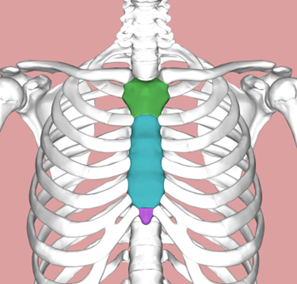 Parts of the sternum