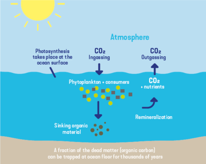 Plankton Definition And Examples Biology Online Dictionary plankton-definition-and-examples-biology-online-dictionary