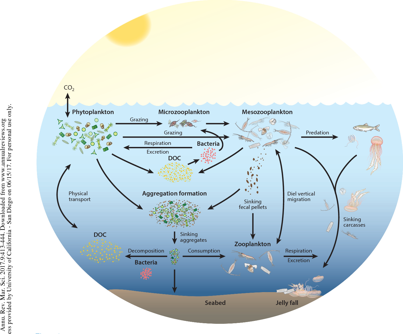 Planktons and Global Carbon Cycle