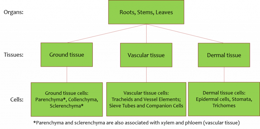 Plants Differentiation chart