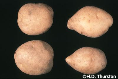 Potato spindle tuber viroid disease