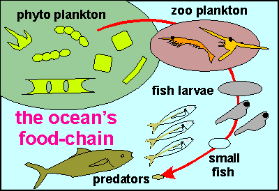 Role of planktons in the aquatic food chains