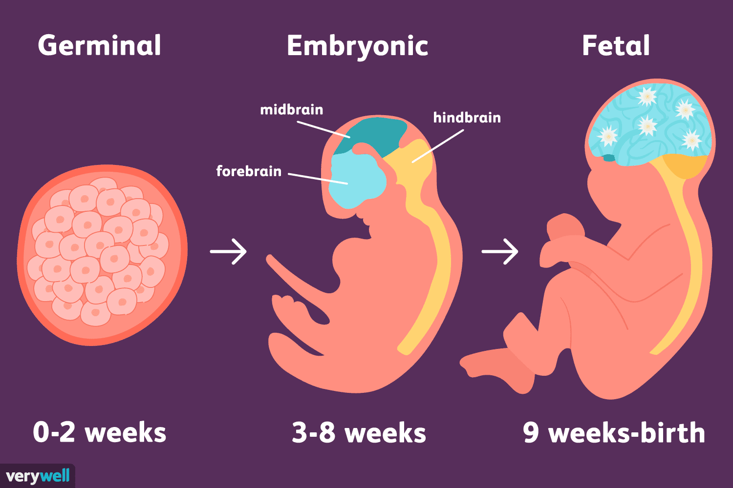 Birth of a Human Baby - Biology Online Tutorial