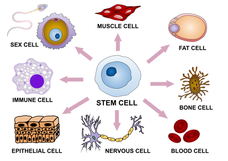 Stem cell differentiation