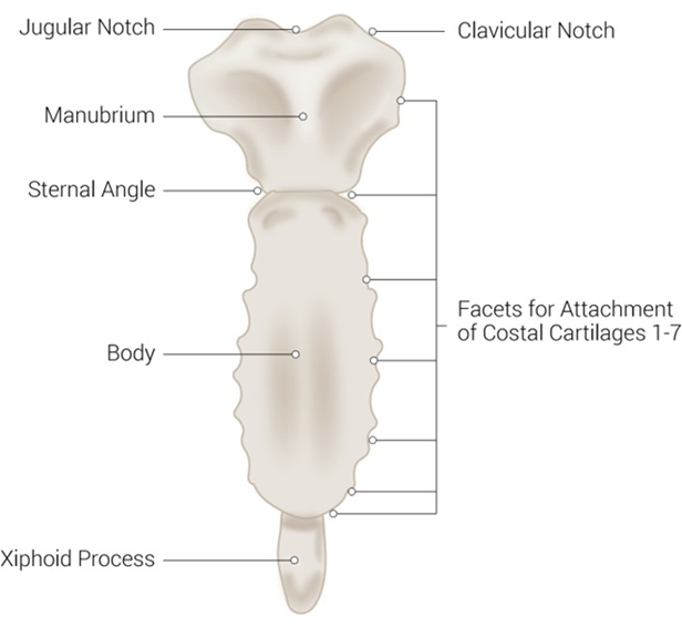 Sternum Bone