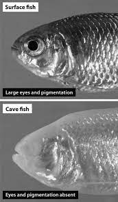Vestigial eyes in cavefish