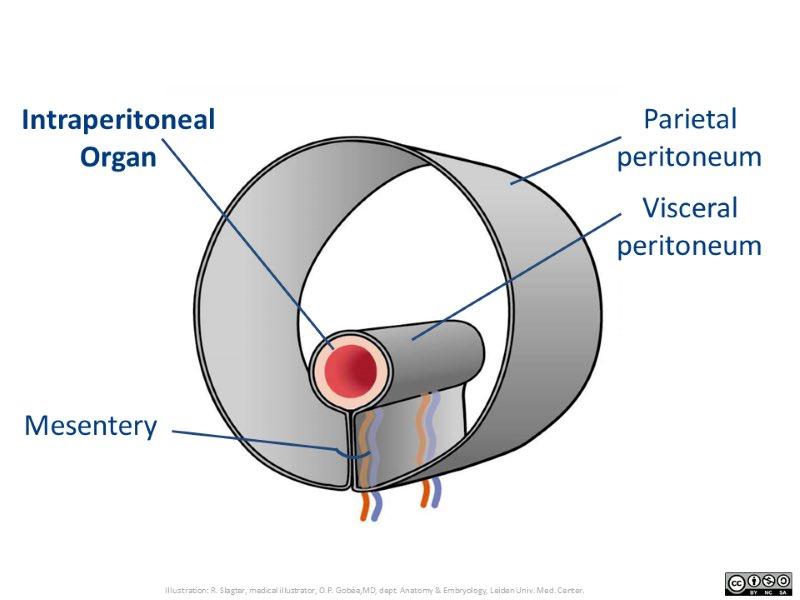 abdominopelvic cavity showing peritonium diagram