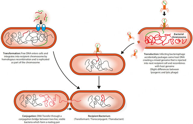 different methods for the introduction of exogenous DNA