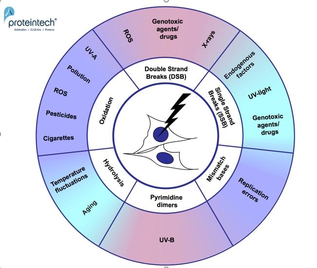 endogenous (inside factors) and exogenous (outside factors) factors that cause DNA damage