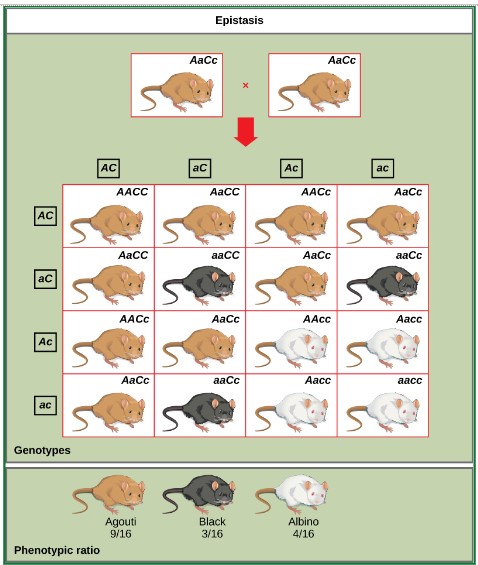 epistatis genotype and phenotype ratios