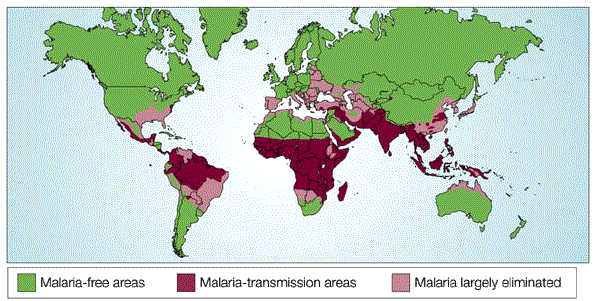 evolution of sickle cell anemia in humans
