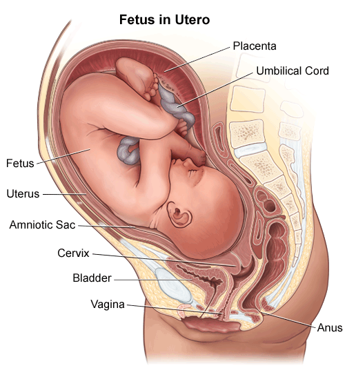 fetus in the uterus