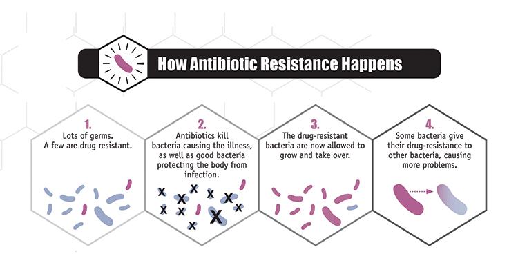 flowchart explaining how antibiotic resistance develops