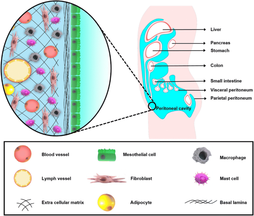 Visceral Peritoneum Function
