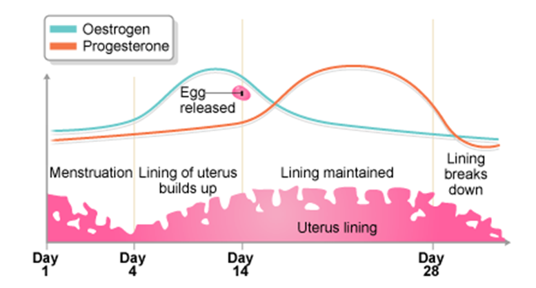 hormone levels menstrual cycle