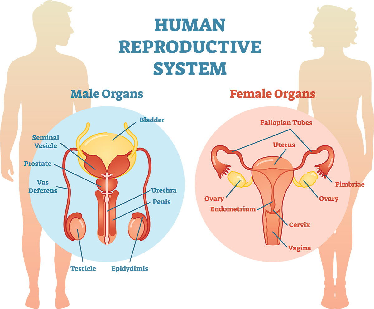 Reproductive System Definition And Examples Biology Online Dictionary