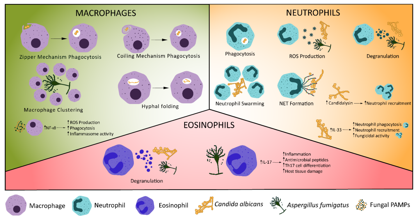 Virulence Definition and Examples - Biology Online Dictionary