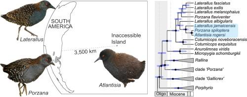molecular phylogenetic work