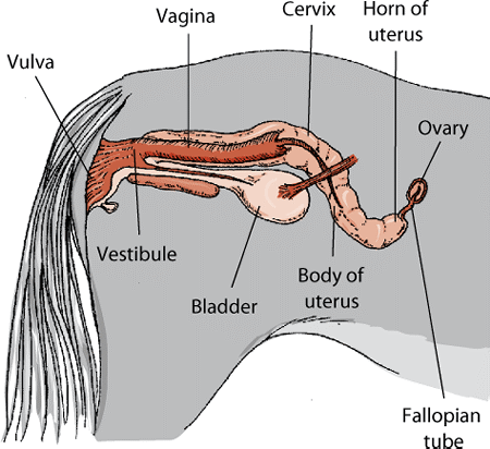 fish reproductive system diagram