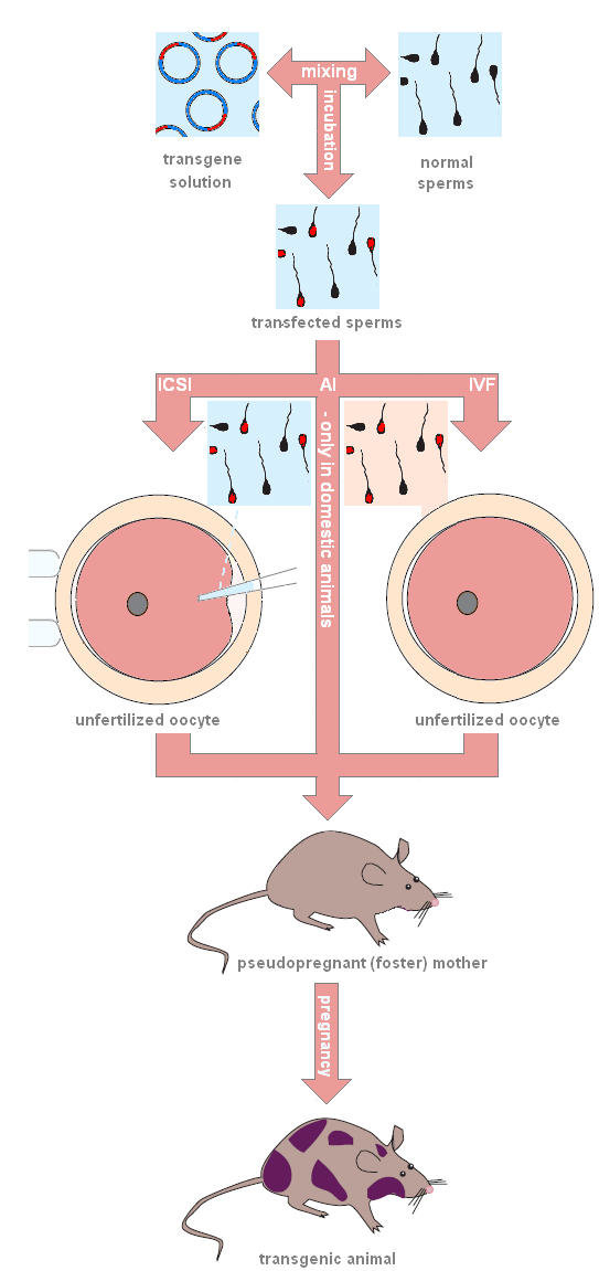 sperm-mediated exogenous DNA