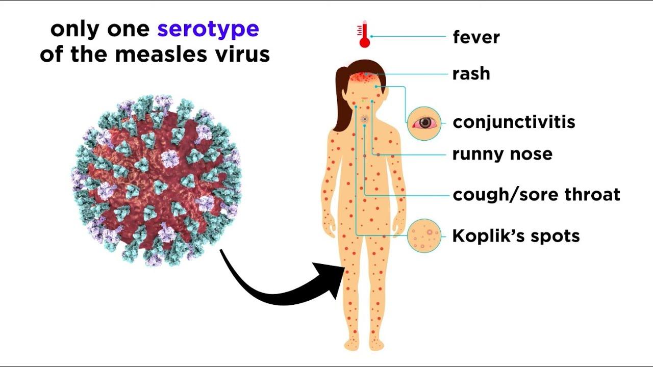 Pathogen Definition and Examples Biology Online Dictionary
