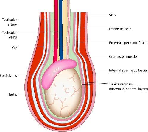 testicle layers diagram