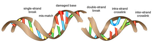 types of DNA damage