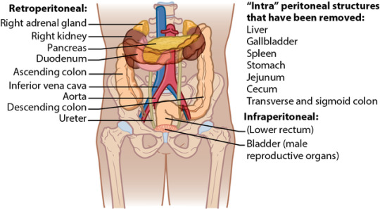 types of Infraperitoneal, Intraperitoneal, and Retroperitoneal structures