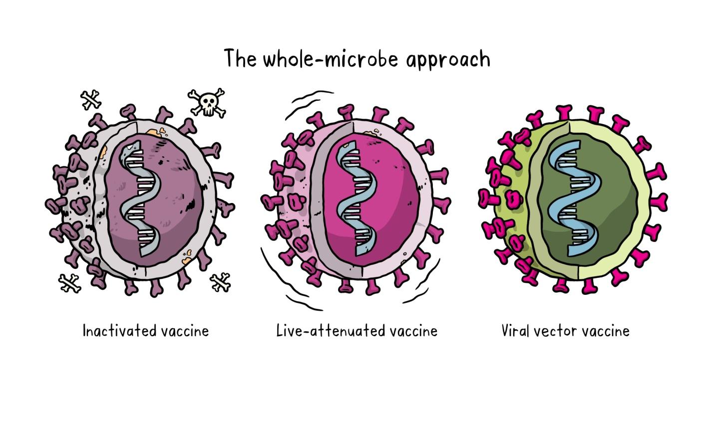 types of vaccines graphics