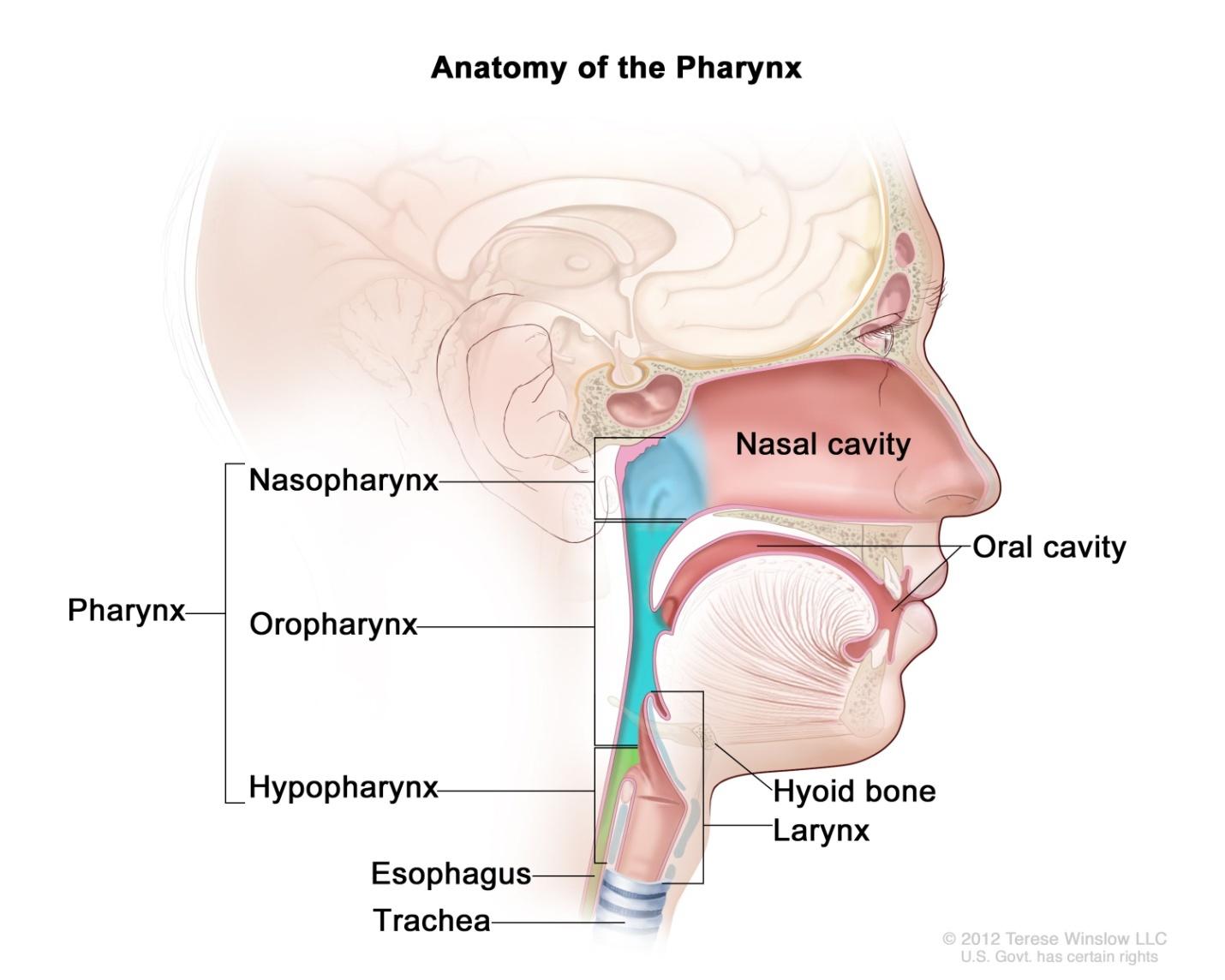 3 main divisions of the pharynx