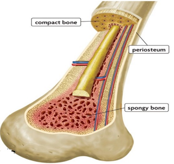 Compact bone and Spongy bone