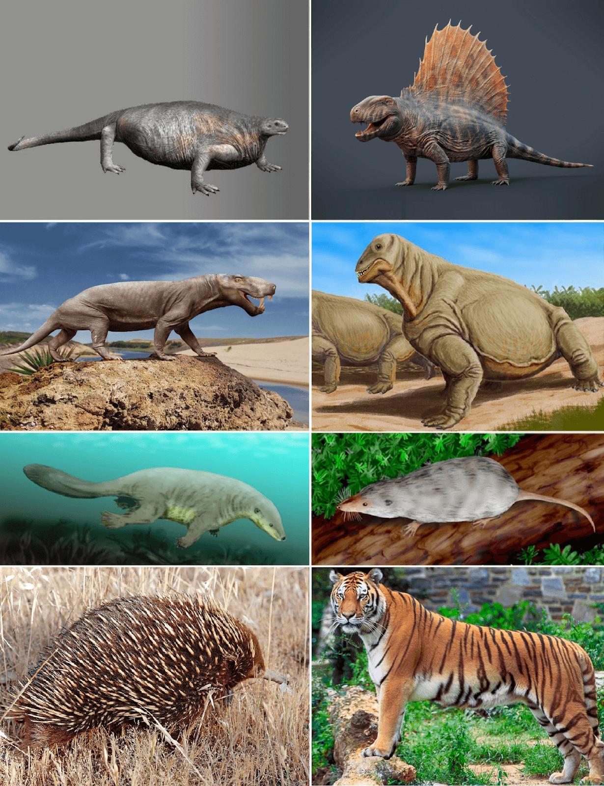 Evolution of synapsids