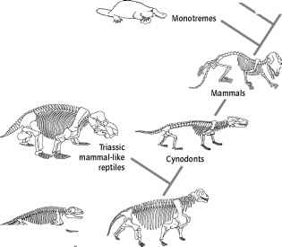 Fossils of synapsid mammals